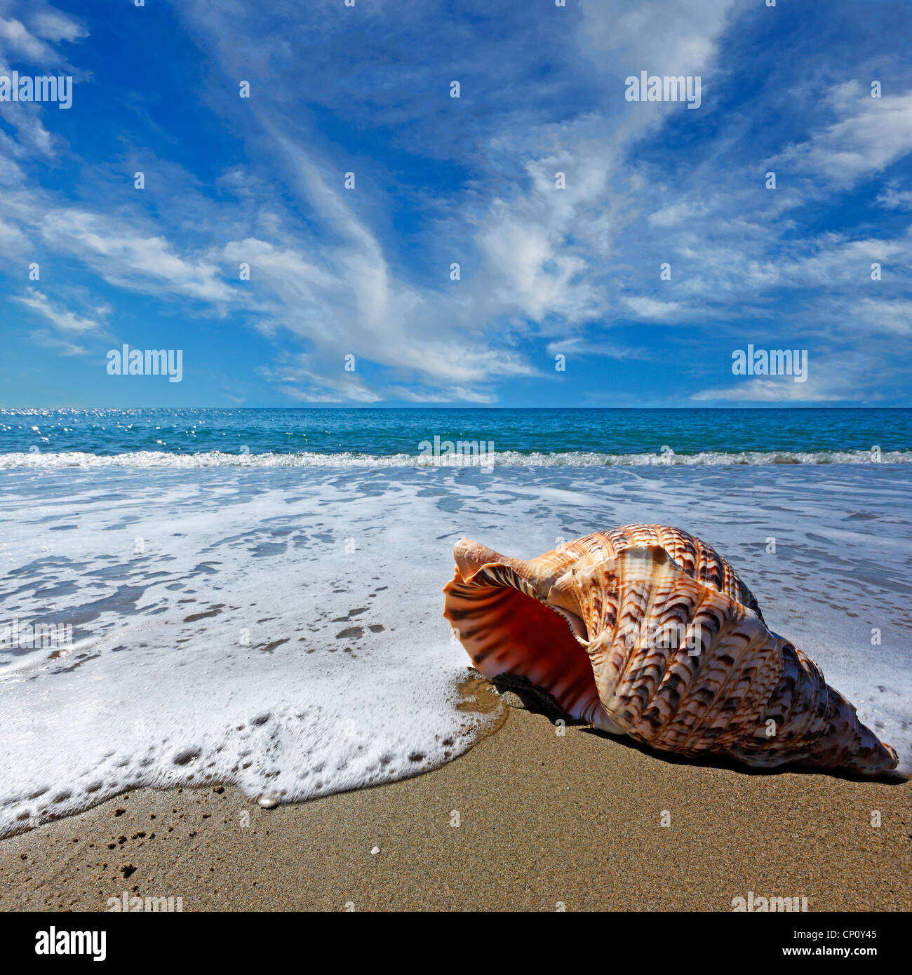 Spiaggia con conchiglia sotto il cielo blu Foto Stock