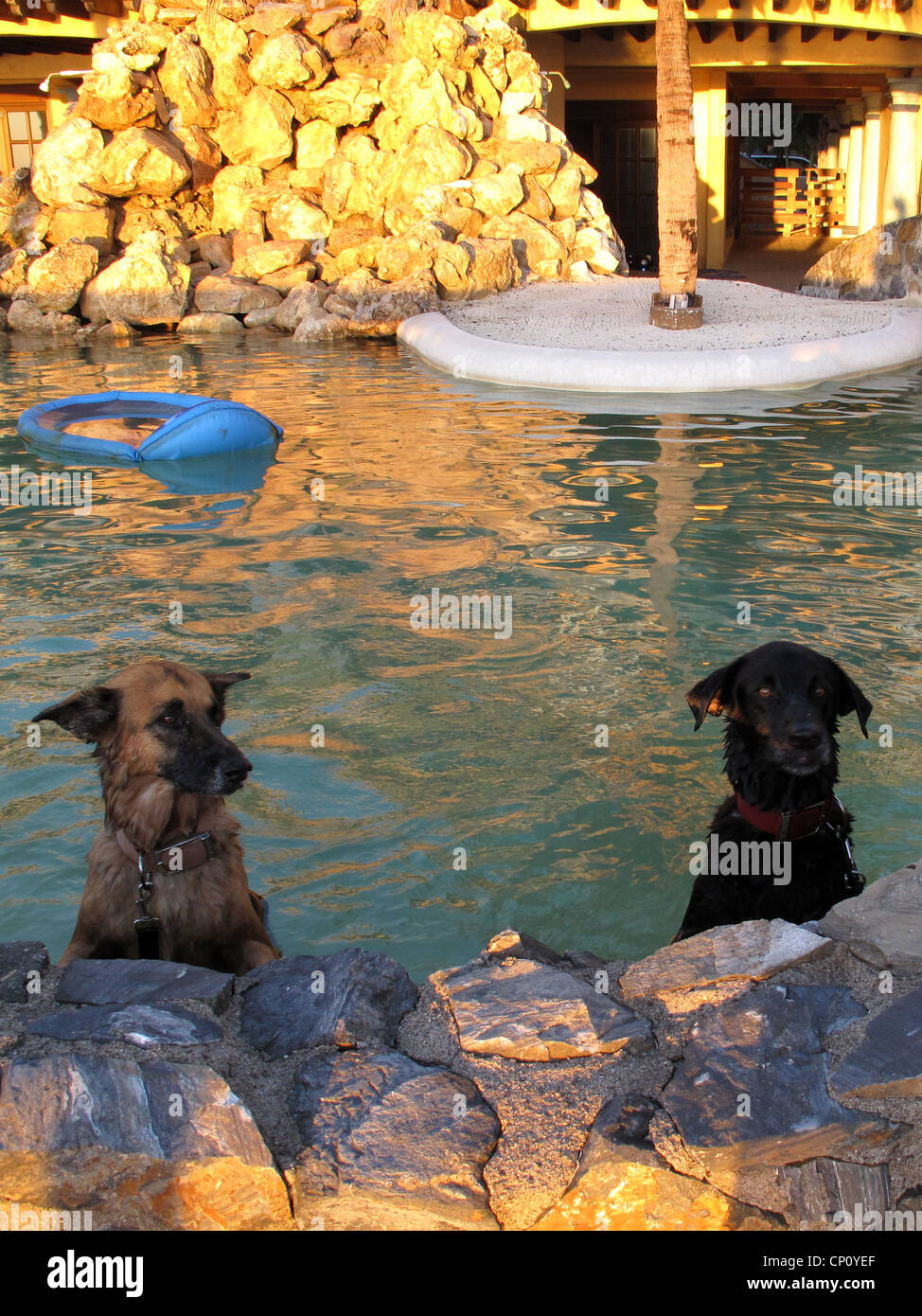 Due cani in posa di una piscina. Foto Stock