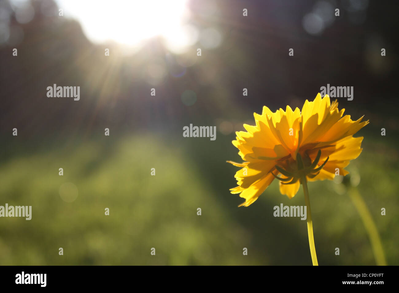 Un giallo Calendula (calendula) incontra un raggio della luce estiva di una giornata calda. Foto Stock