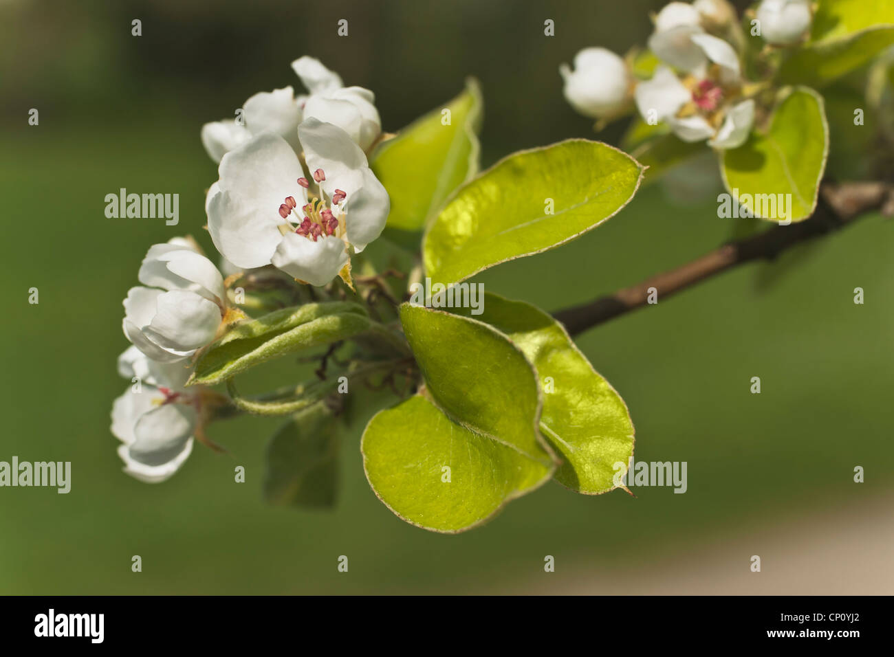 Detailansicht von Apfelblüten | Dettaglio di fiori di Apple Foto Stock