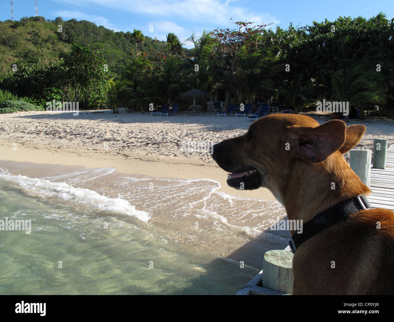 Cane per godersi la spiaggia. Foto Stock