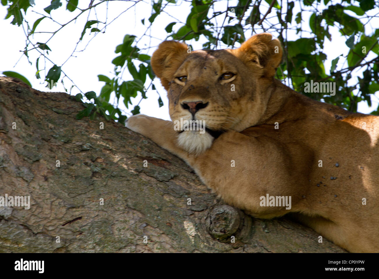 Leonessa (Panthera leo) in Fig Tree, settore Ishasha, Queen Elizabeth National Park, Uganda Foto Stock