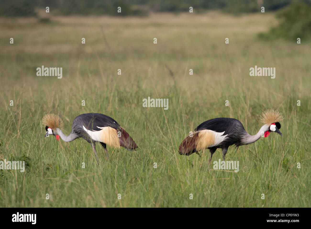 Grey Crowned Crane (Balearica regulorum) noto anche come African Crowned Crane, Southern Crowned Crane, Lago Mburo National Park Foto Stock