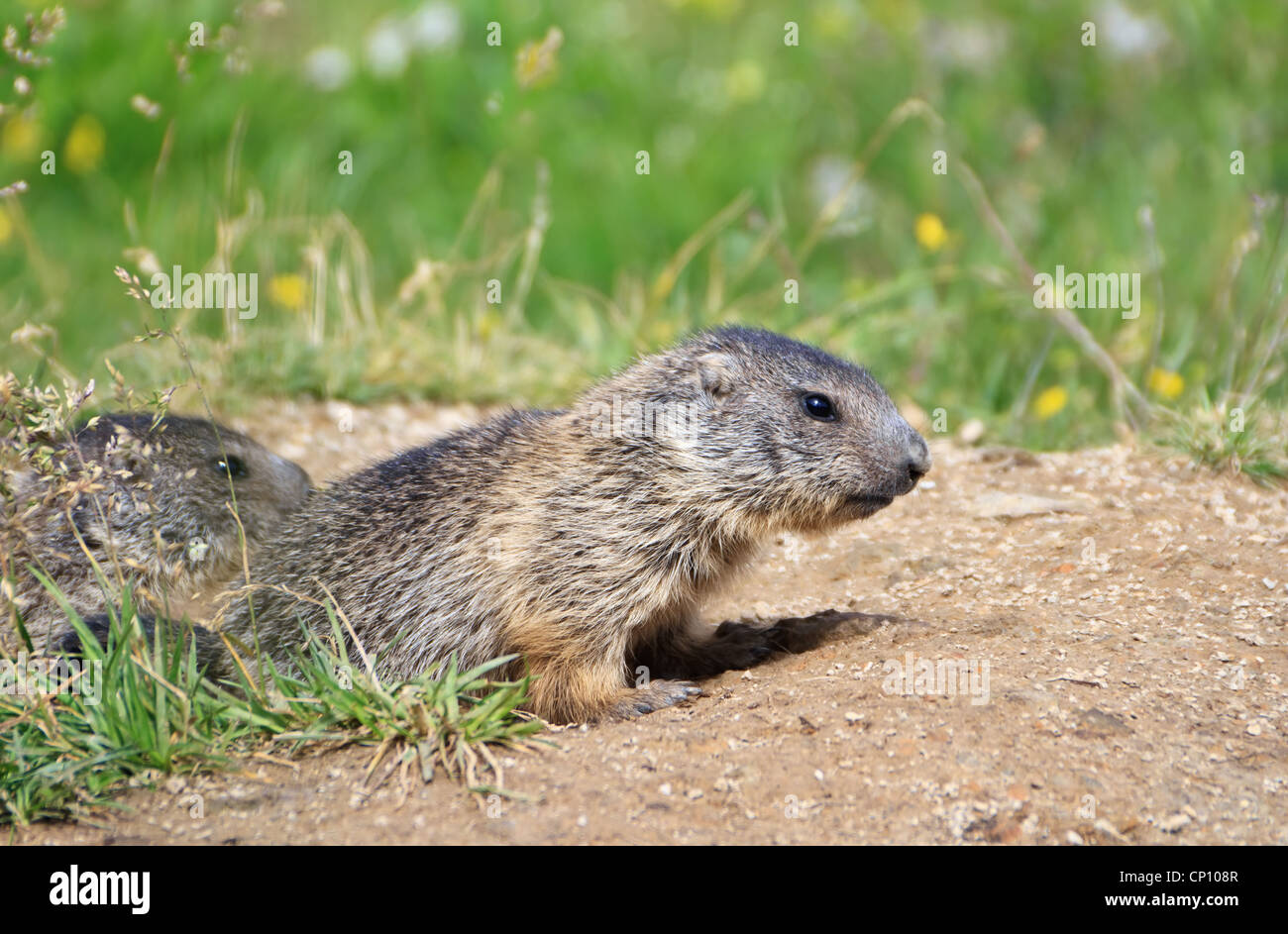 Due baby marmotte stand al di fuori della sua den nel prato alpino Foto Stock