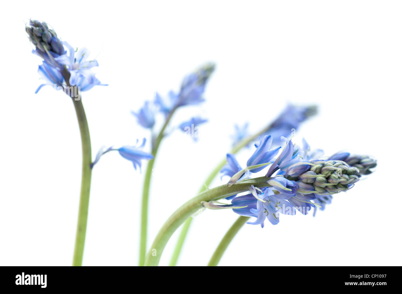 Close up Bluebells (Giacinto) su uno sfondo bianco. Foto Stock