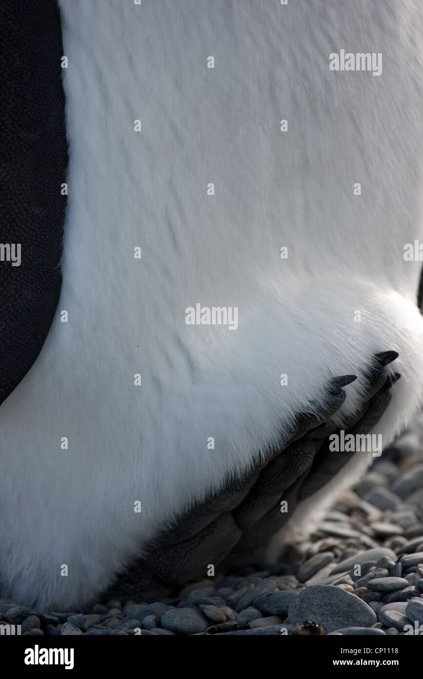 I dettagli dei piedi di un pinguino reale Foto Stock