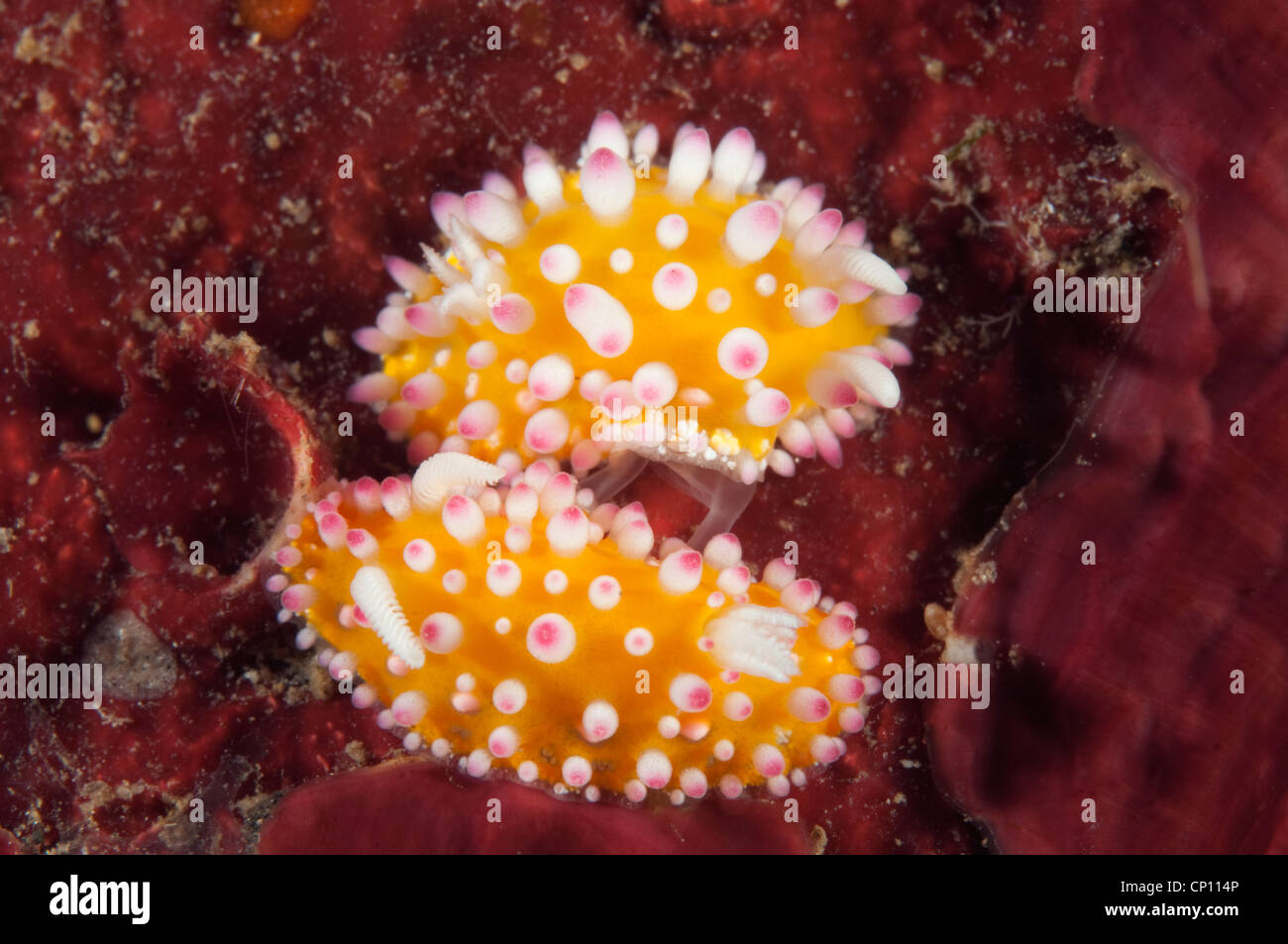 Nudibranches, Cadinella ornatissima, accoppiamento di Sulawesi - Indonesia Foto Stock