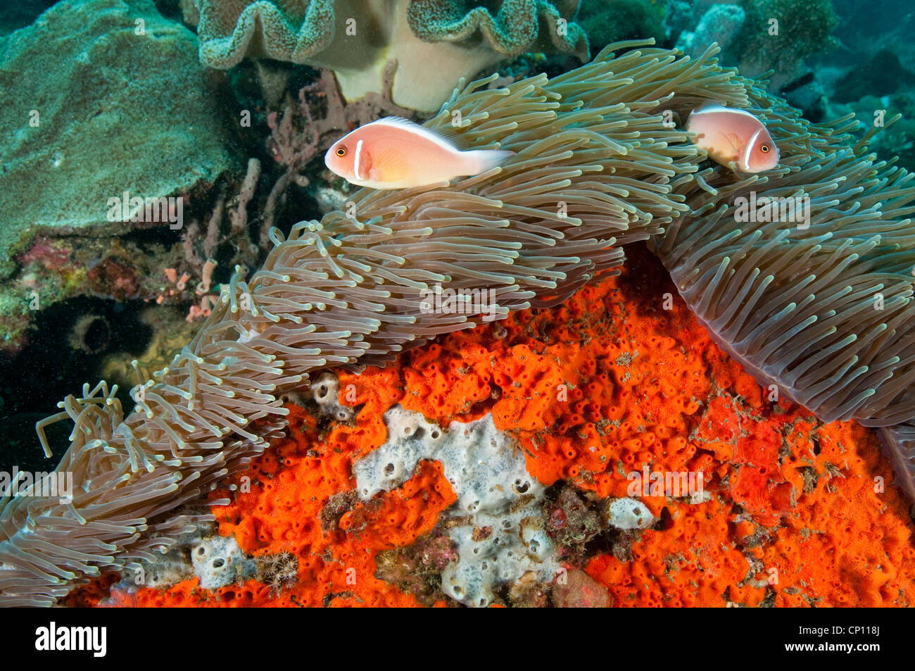 Rosa, anemonefishes Amphiprion perideraion, Sulawesi Indonesia Foto Stock
