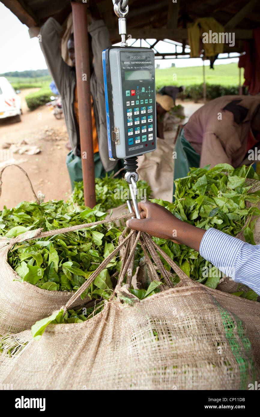 Lavoratori pesano appena raccolto le foglie di tè in una piantagione di Fort Portal, Uganda, Africa orientale. Foto Stock