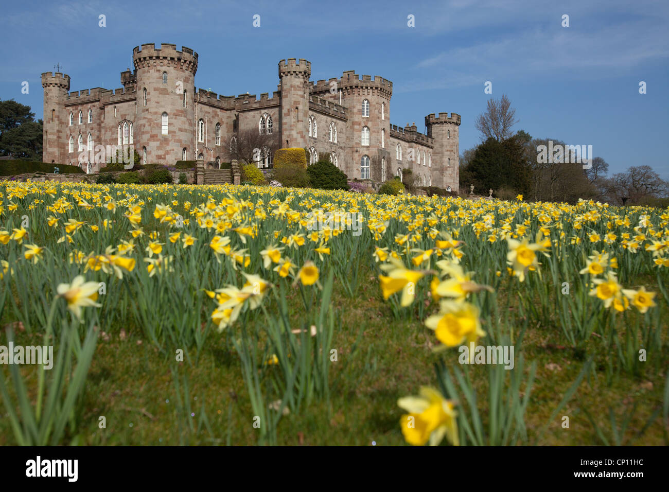 Cholmondeley Castle Gardens. Chiudere la molla vista di narcisi con Cholmondeley Castle in background. Foto Stock