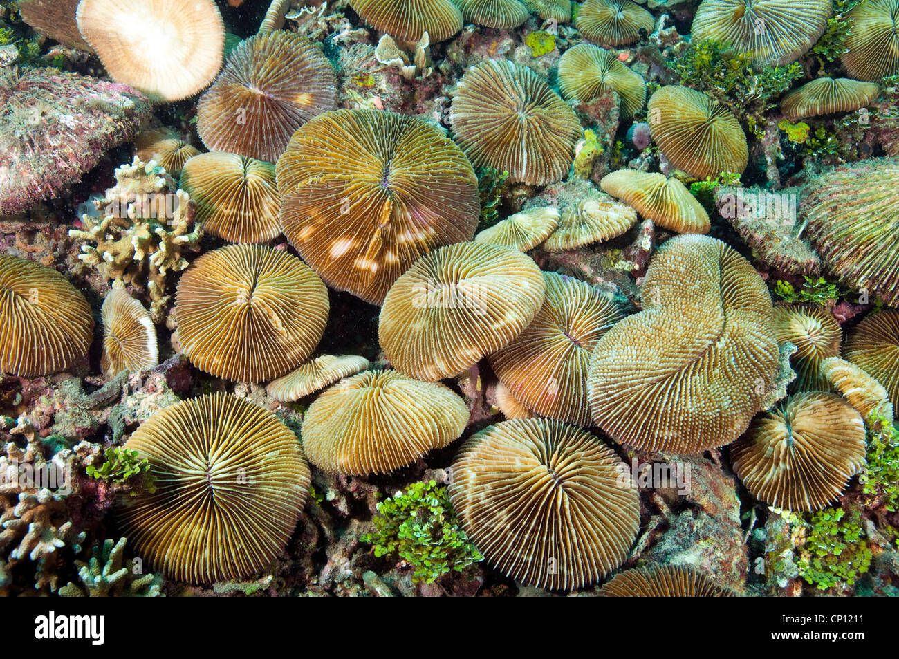 Coralli a fungo, Fungia sp., Sulawesi Indonesia Foto Stock