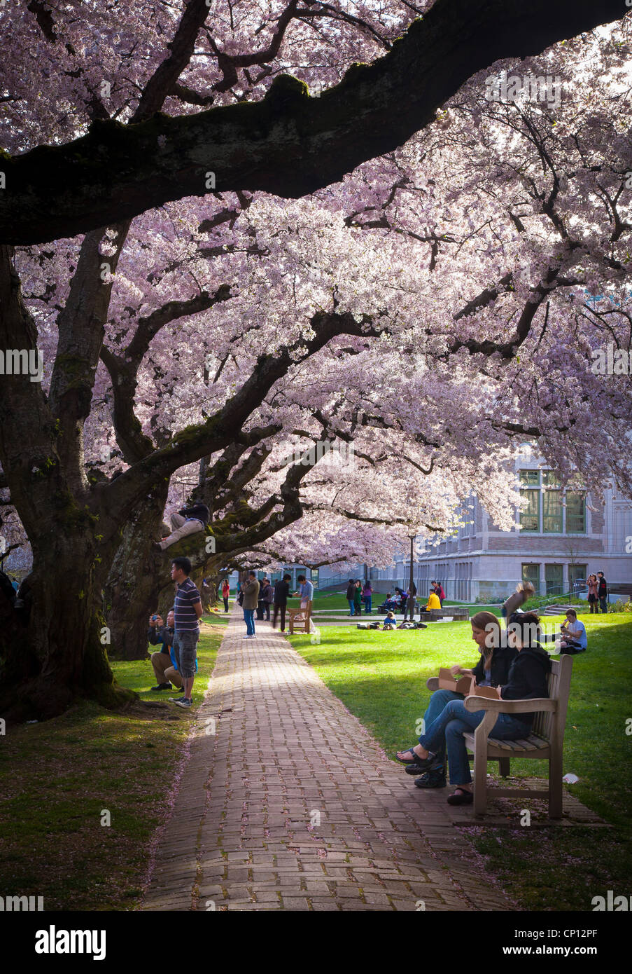 Gli alberi di ciliegio in fiore alla Washington University campus a Seattle, Washington Foto Stock