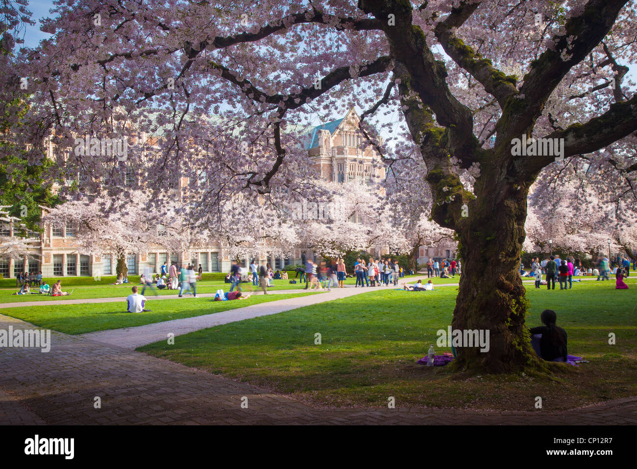 Gli alberi di ciliegio in fiore alla Washington University campus a Seattle, Washington Foto Stock