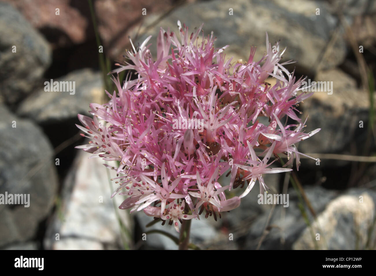 Montagna, aglio Allium sp., Hissar gamma, Pamiro-Alai, Tagikistan Foto Stock