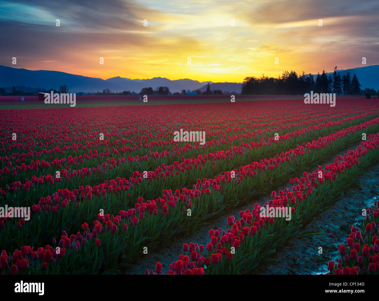 Campi di Tulipani a sunrise in Skagit Valley in Mount Vernon, Washington, durante l'annuale festival del tulipano Foto Stock