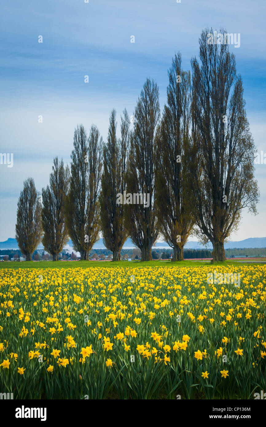 Giunchiglie in Skagit Valley durante l'annuale festival del tulipano Foto Stock