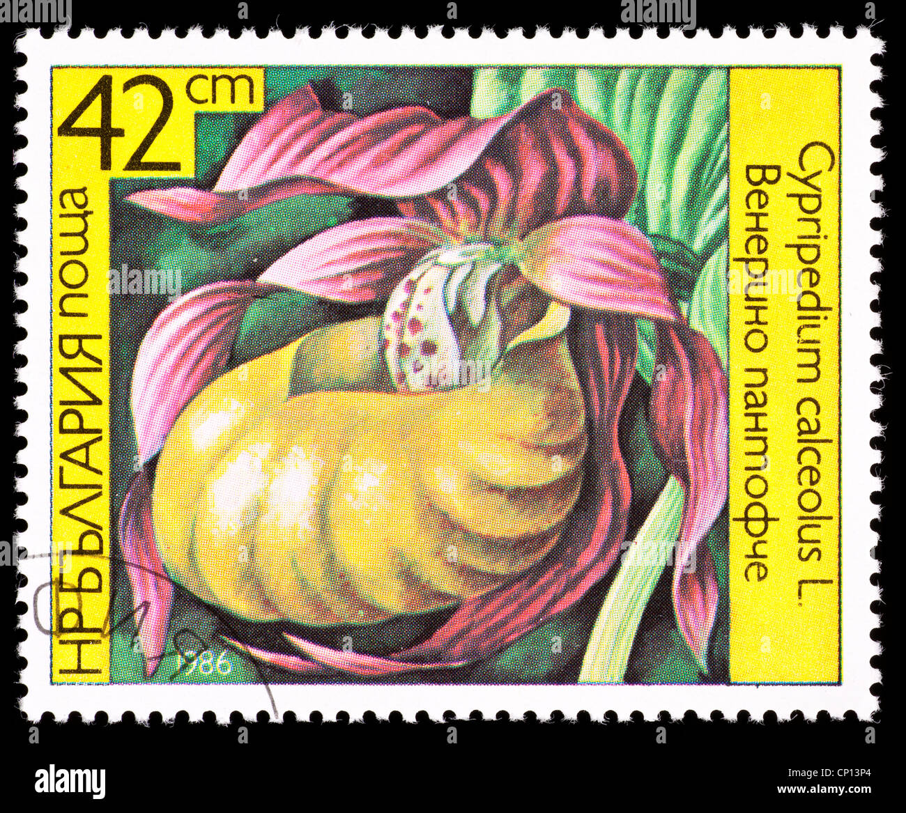 Francobollo dalla Bulgaria raffigurante una lady slipper orchid (Cypripedium calceolus) Foto Stock