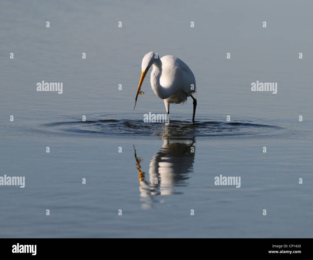 Grande airone bianco inceppato il suo collo in fuori di fronte di boccole in background. Laguna a Fort De Soto, Florida, Stati Uniti d'America Foto Stock