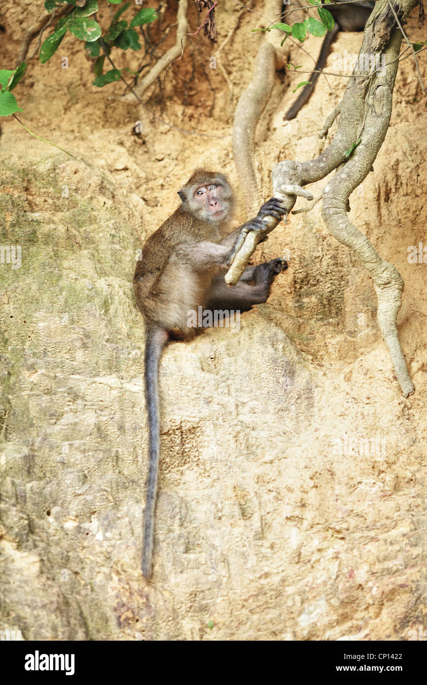Scimmia macaco seduto sulle radici del grande albero Foto Stock