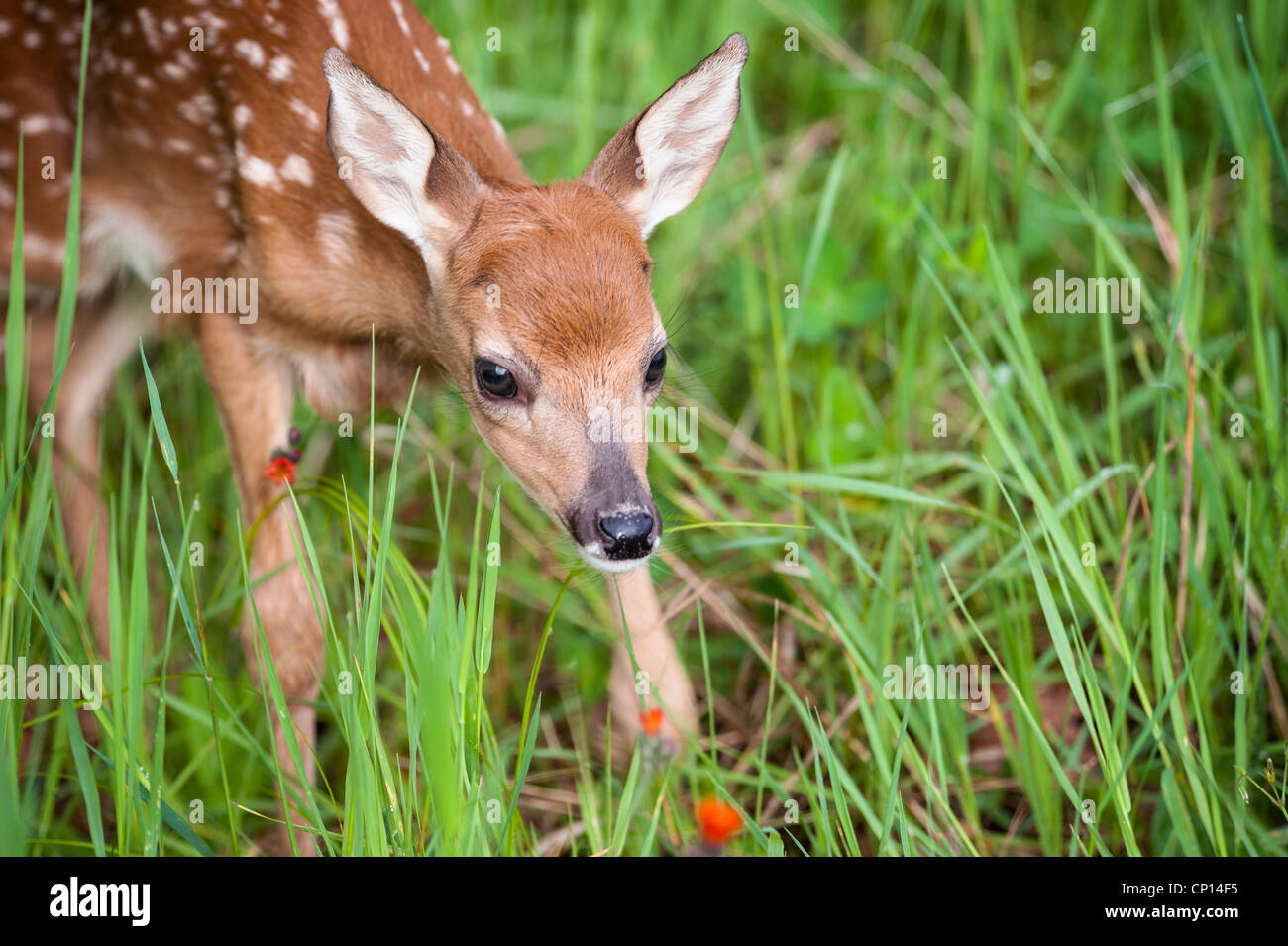 Neonato Deer Fawn camminando in erba di primavera Foto Stock