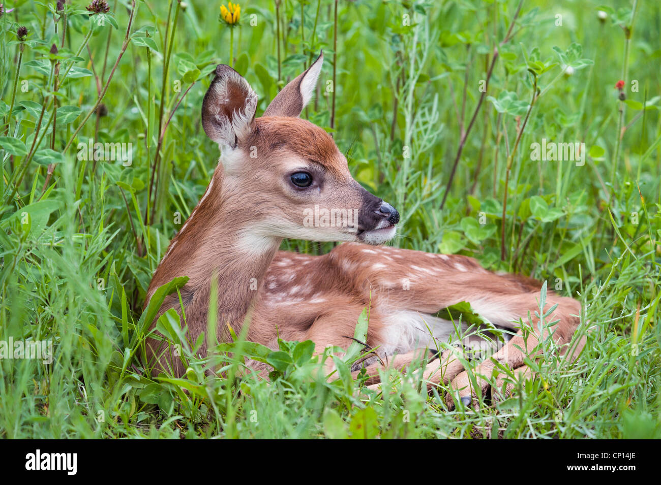 Fawn giacente in erba Foto Stock
