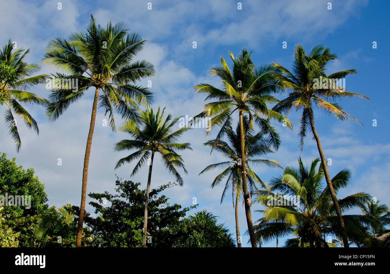 Palme di cocco sull isola di Oahu Hawaii Foto Stock