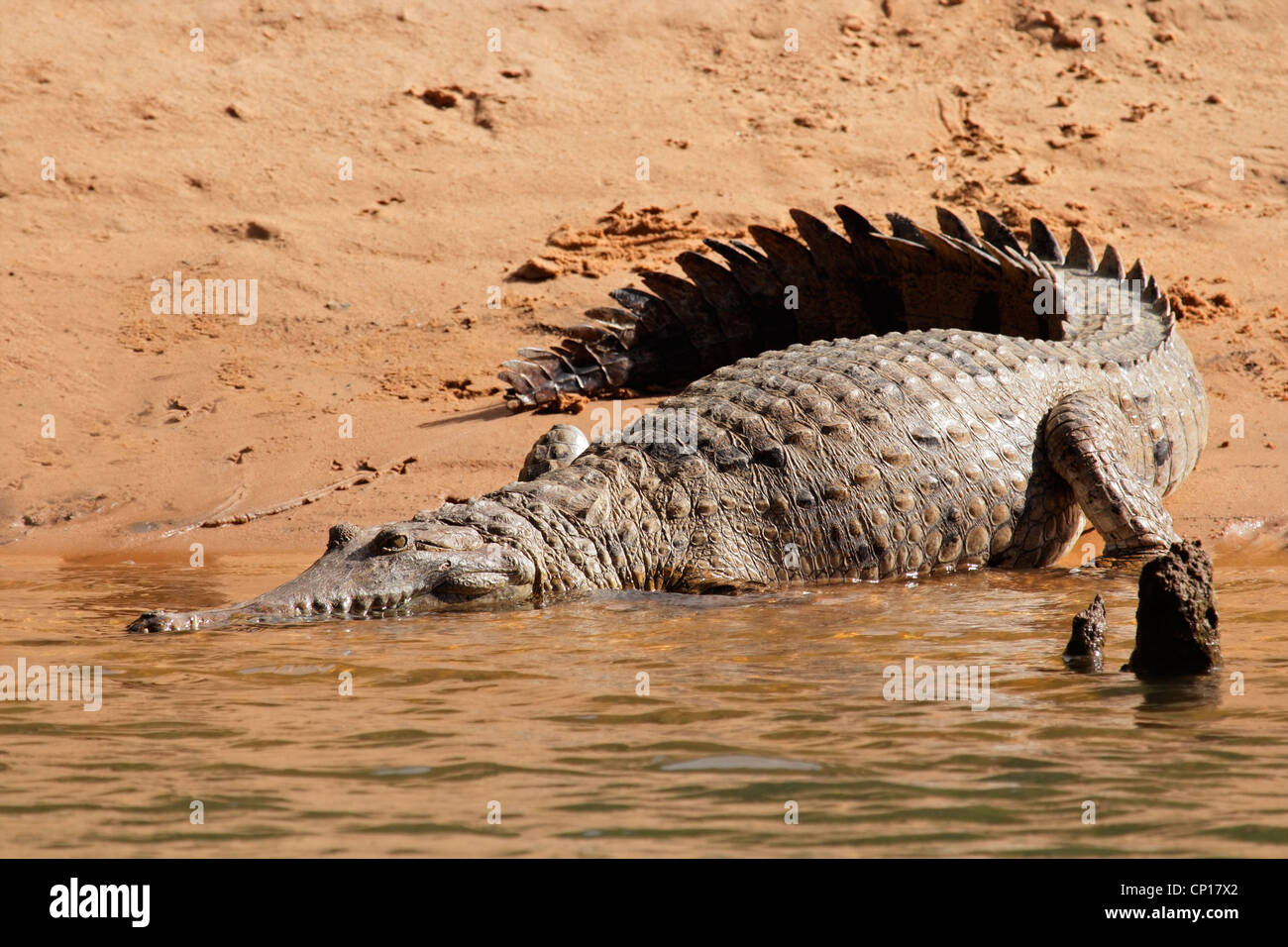 Grande coccodrillo di acqua dolce (Crocodylus johnstoni), il Parco Nazionale Kakadu, Territorio del Nord, l'Australia Foto Stock