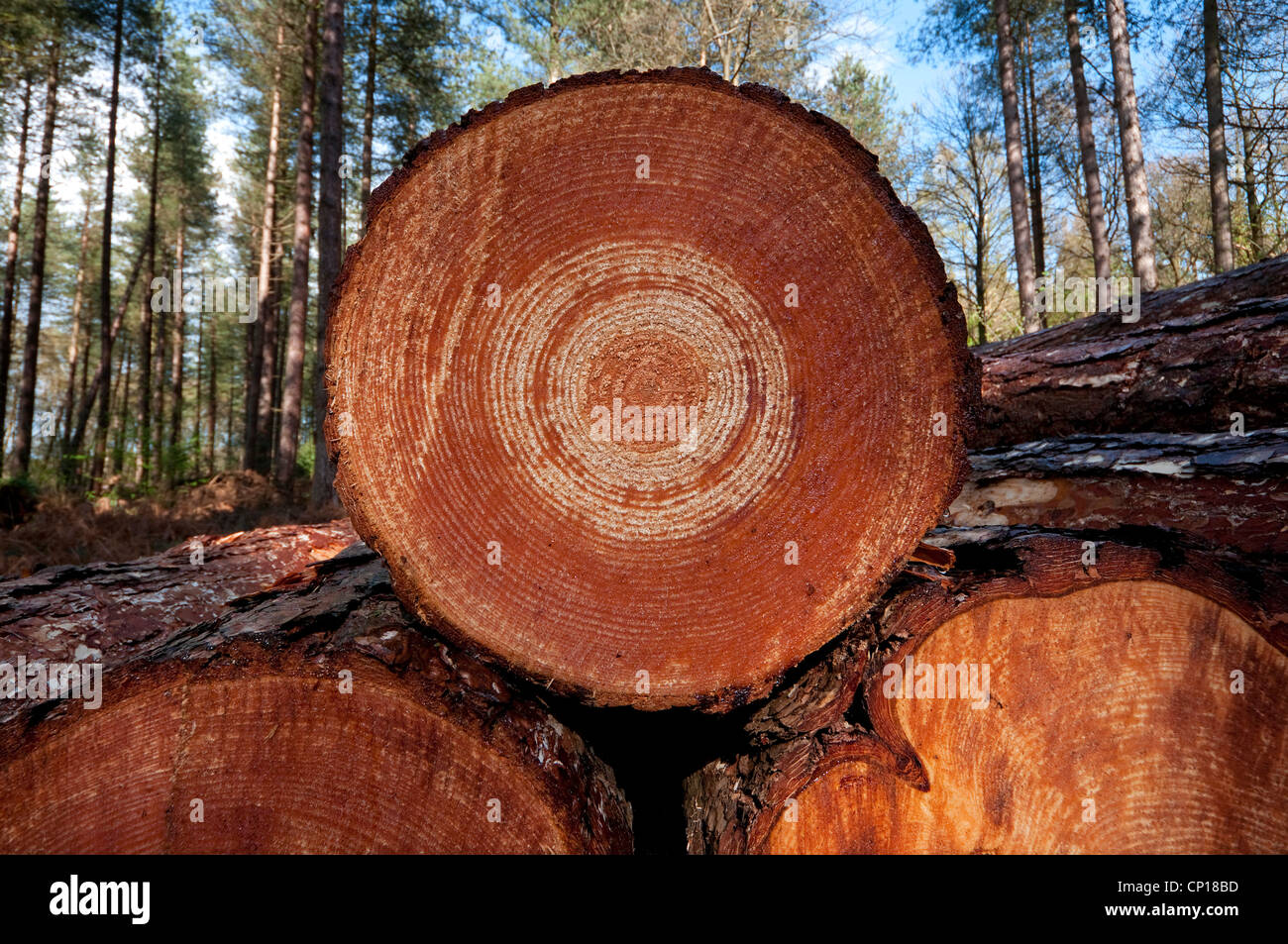 Legname segato log in foresta, Norfolk, Inghilterra Foto Stock