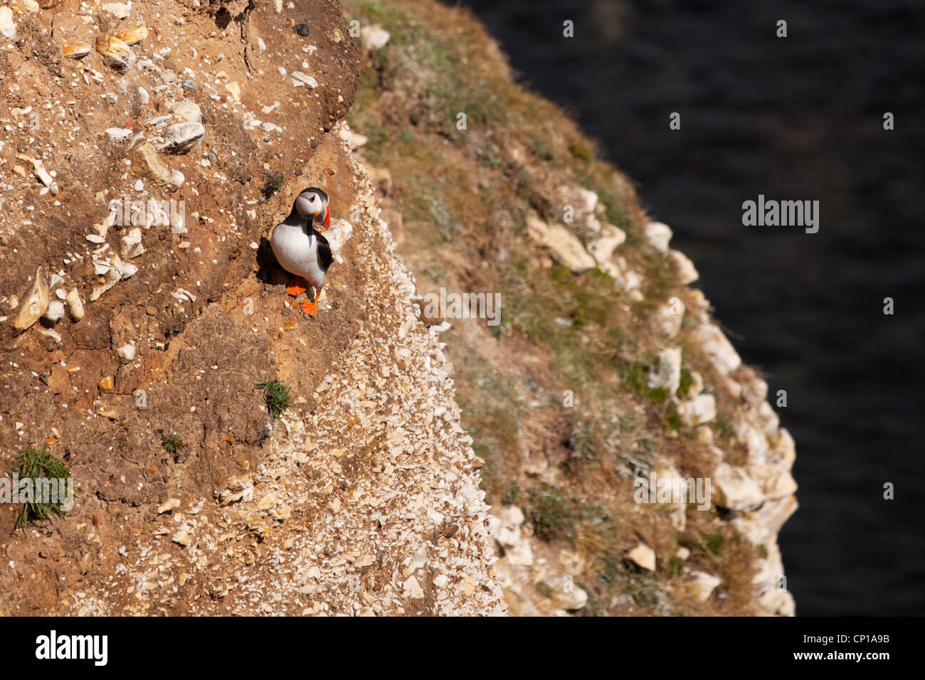 Puffin sulle scogliere a Scarborough. Foto Stock