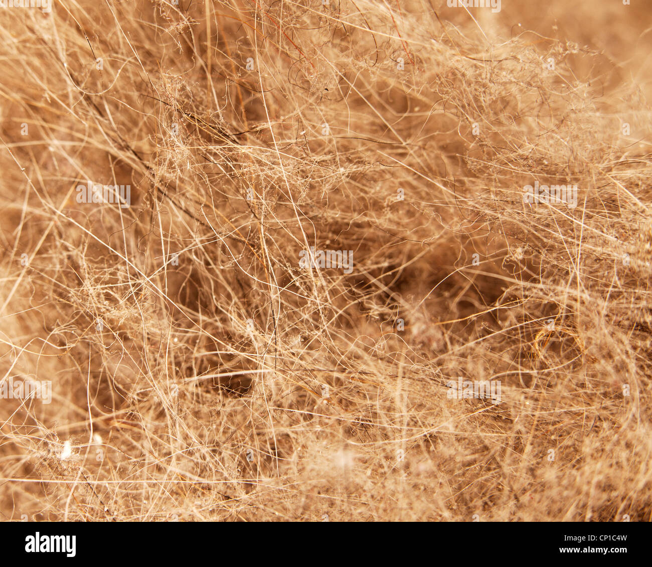 Una sporcizia e polvere texture con capelli e lanugine Foto Stock