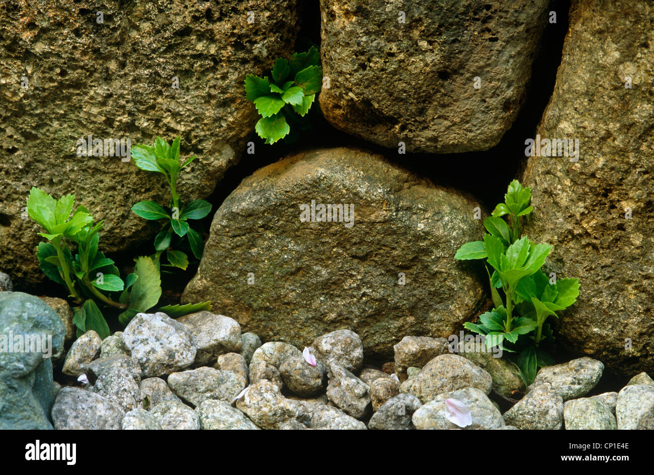 Piccole piante verdi crescere tra rocce Foto Stock
