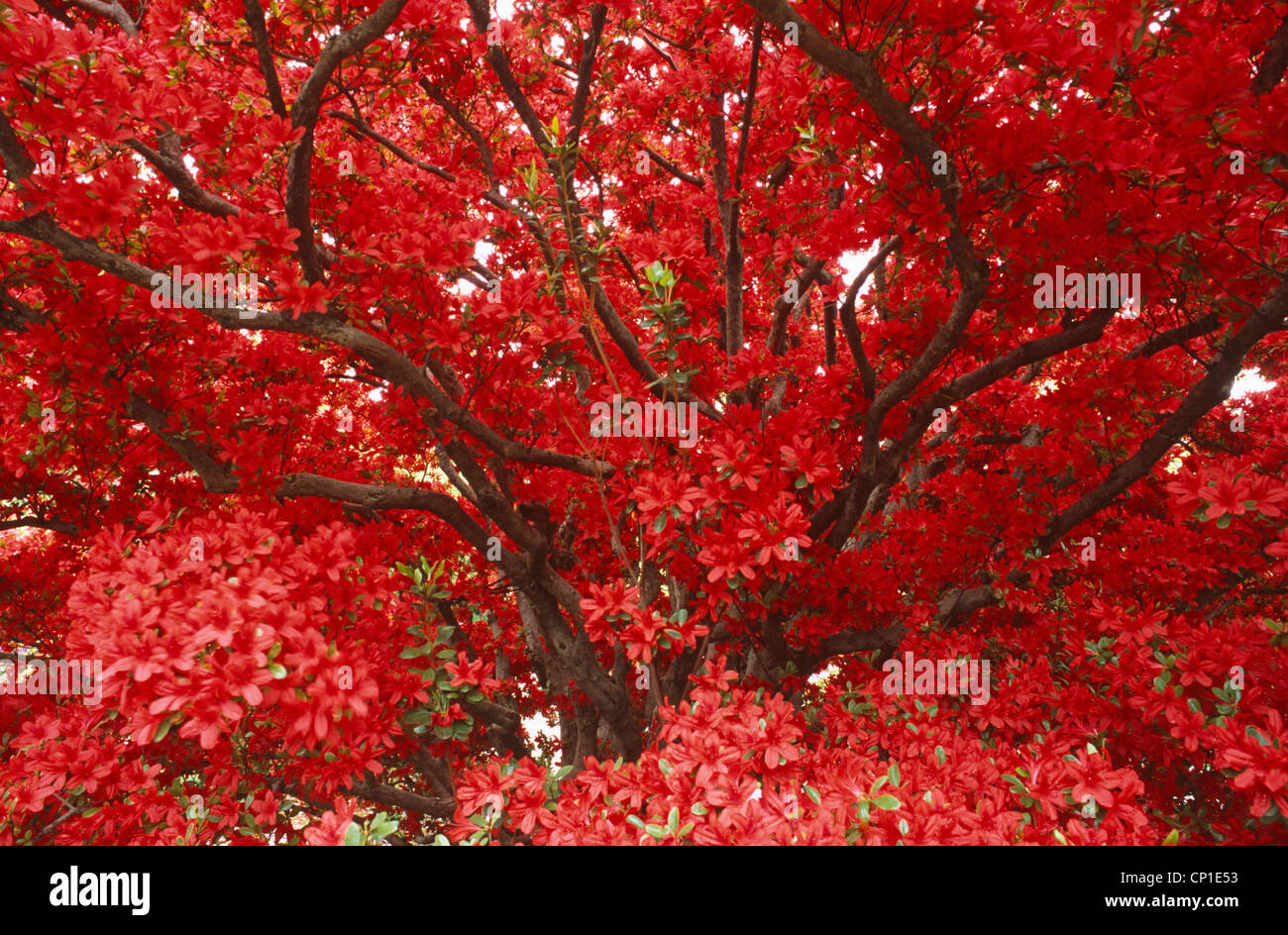 Foglie rosse su albero Foto Stock