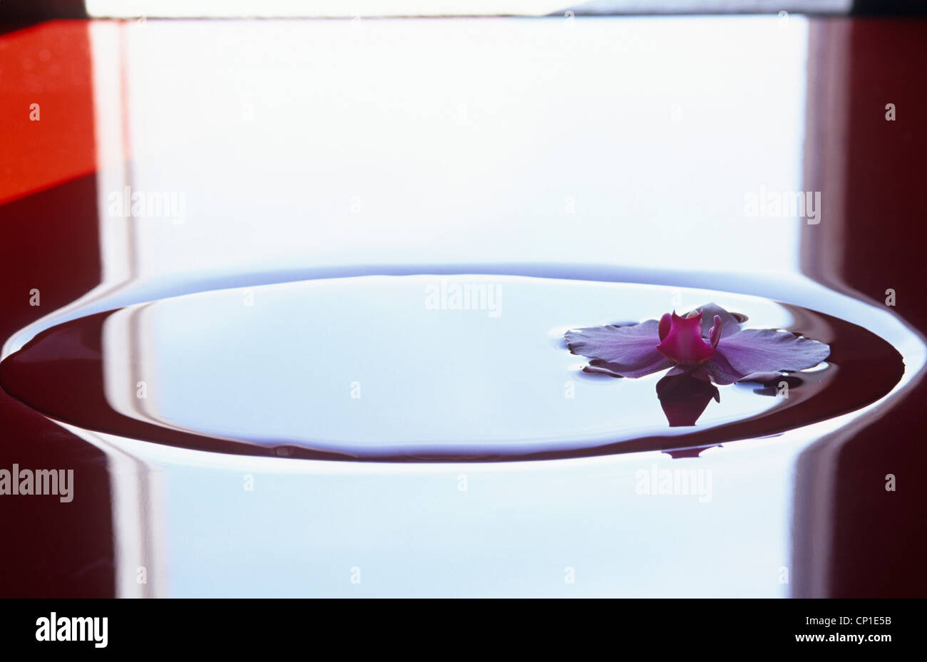 Petali di fiori galleggiante nel liquido Foto Stock