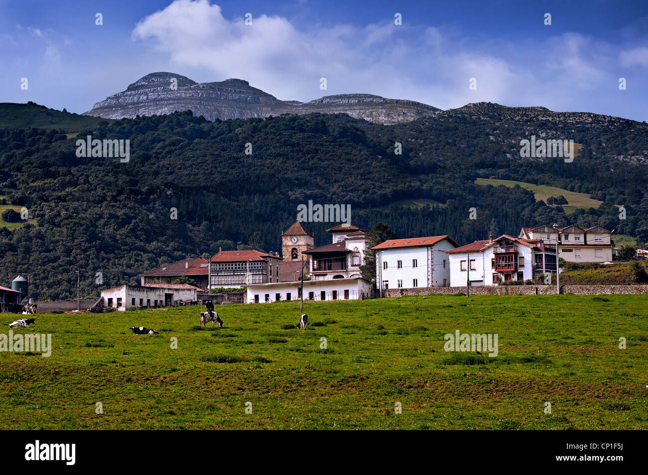 Le mucche e i loro vitelli al pascolo di un villaggio della Cantabria, Spagna settentrionale. Foto Stock