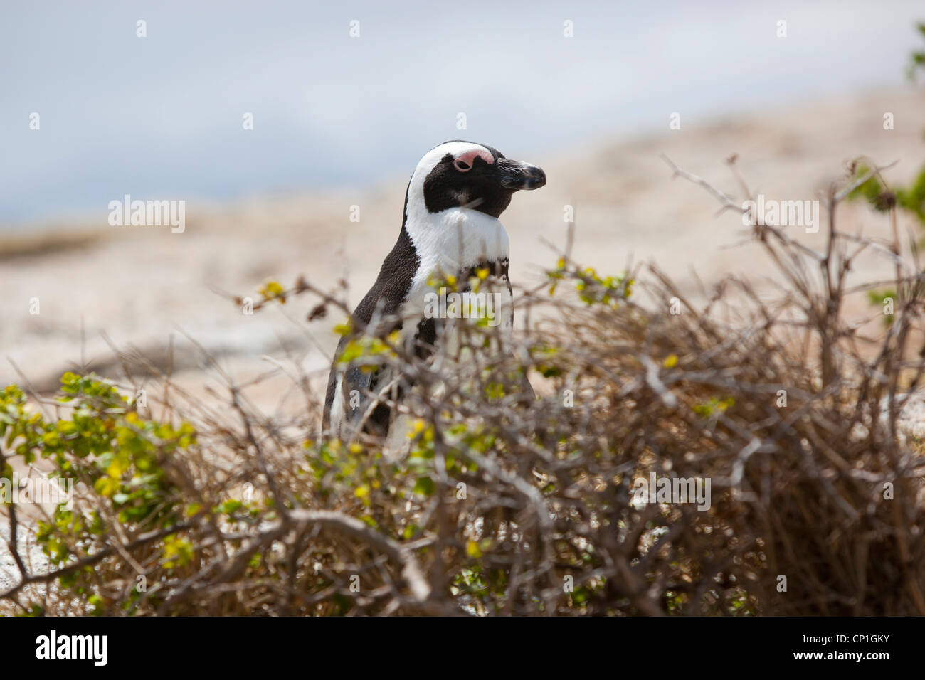 Un pinguino africano sulle rocce dietro un thorn bush, a Boulders Beach, Simon's Town, Sud Africa. Foto Stock