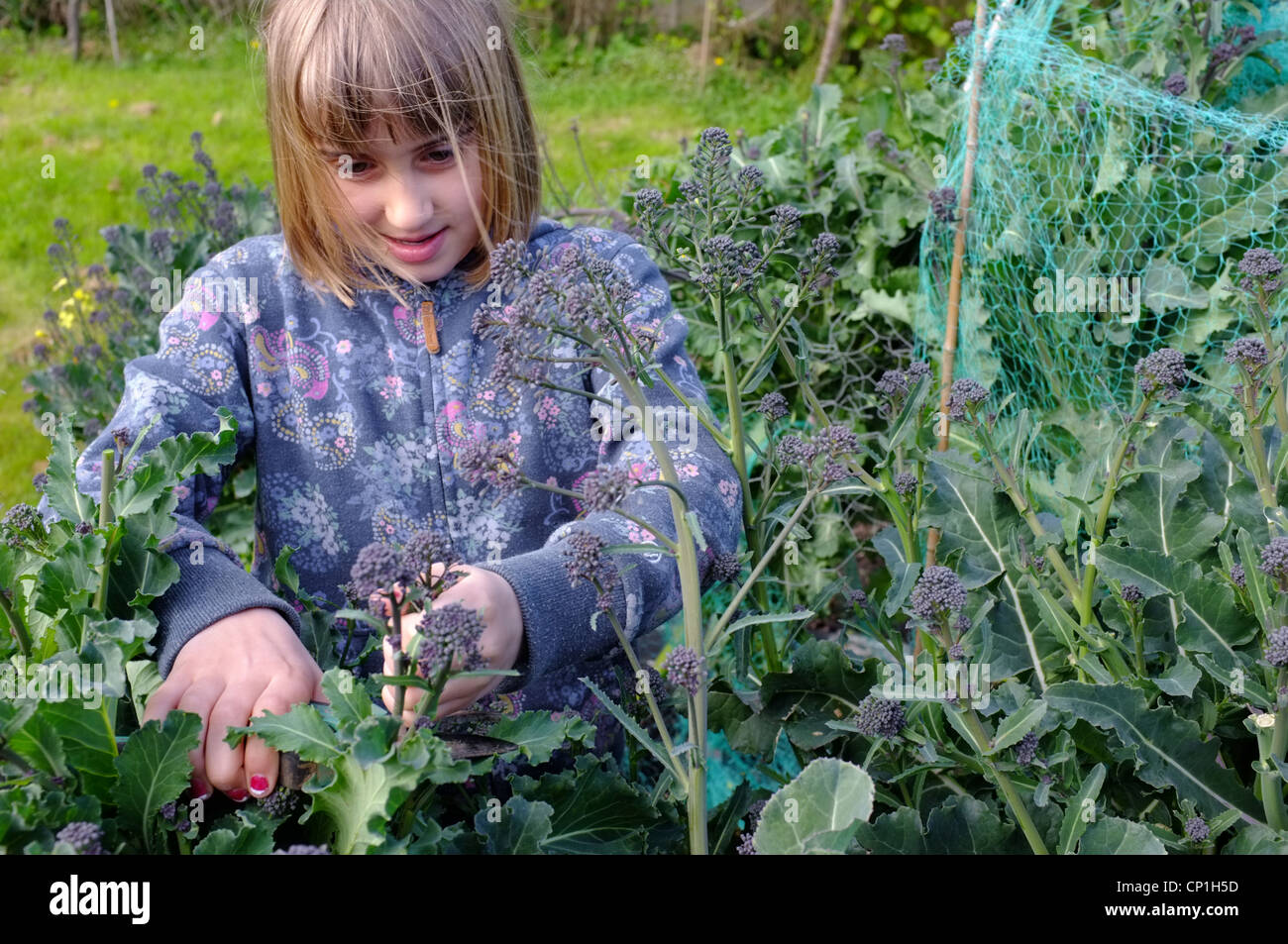 Un 9 anno-vecchia ragazza viola taglio-broccoletti in un giardino della Cornovaglia Foto Stock