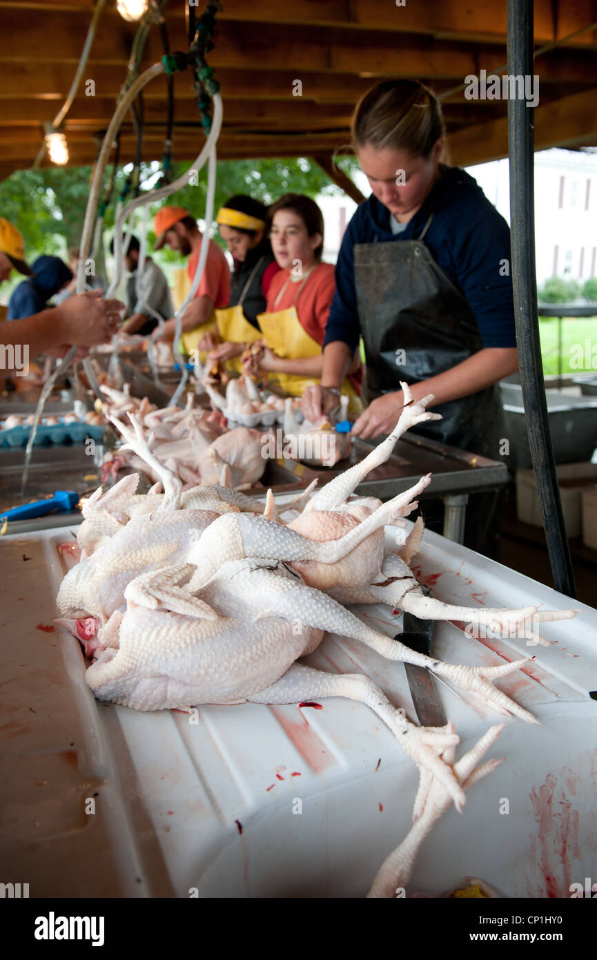 Gruppo di pulizia e preparazione di polli macellati in un allevamento di polli Foto Stock