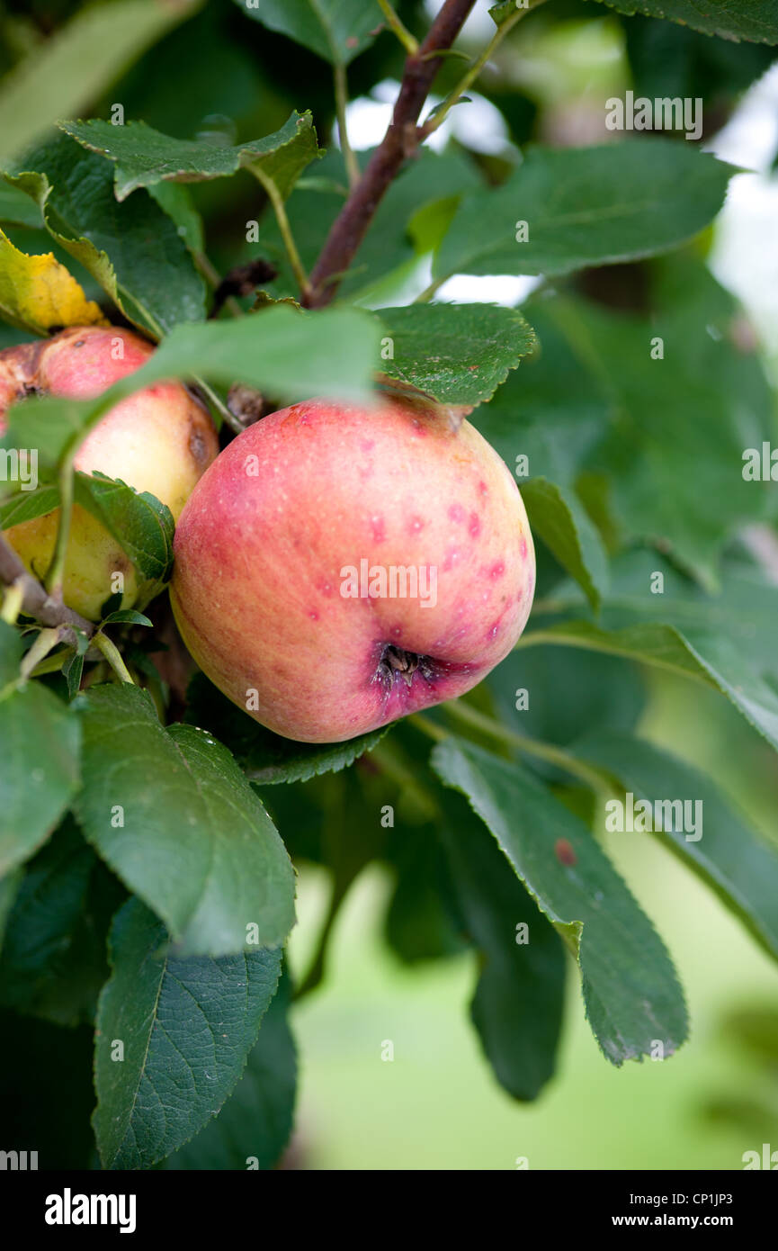 Apple appeso sul ramo di albero in apple Orchard Foto Stock