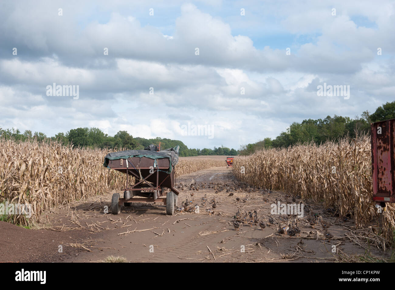 Il raccolto di mais con le attrezzature agricole tra le file di prodotto Foto Stock