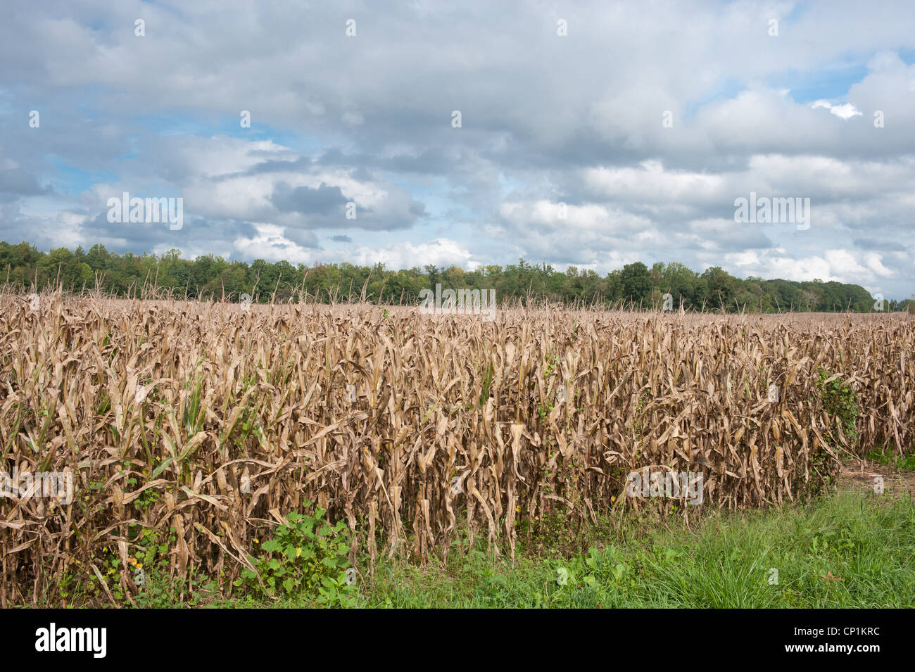 Filari di mais Foto Stock