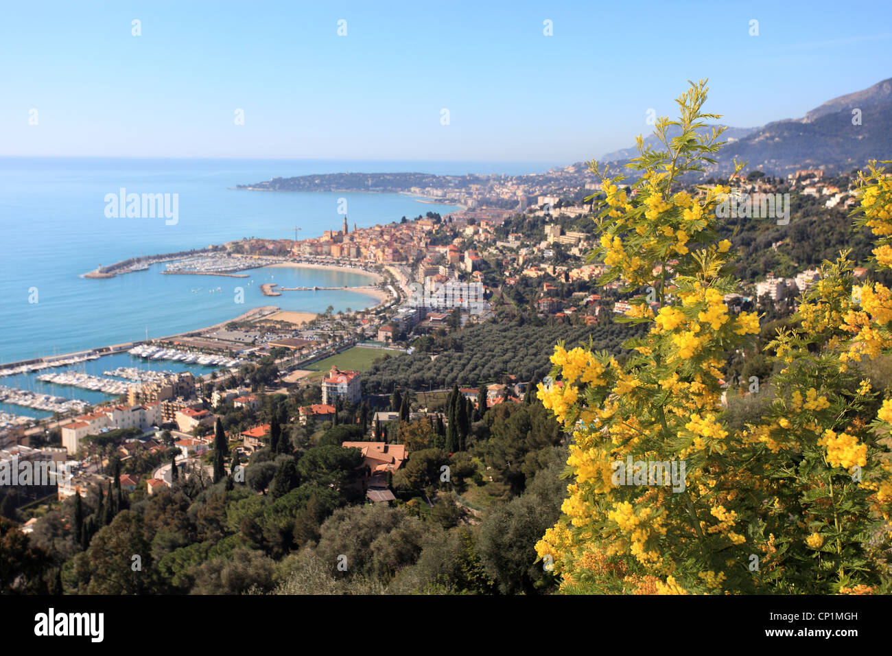 Panoramica della città costiera di Mentone sulla Riviera francese con la Mimosa in fiore Foto Stock