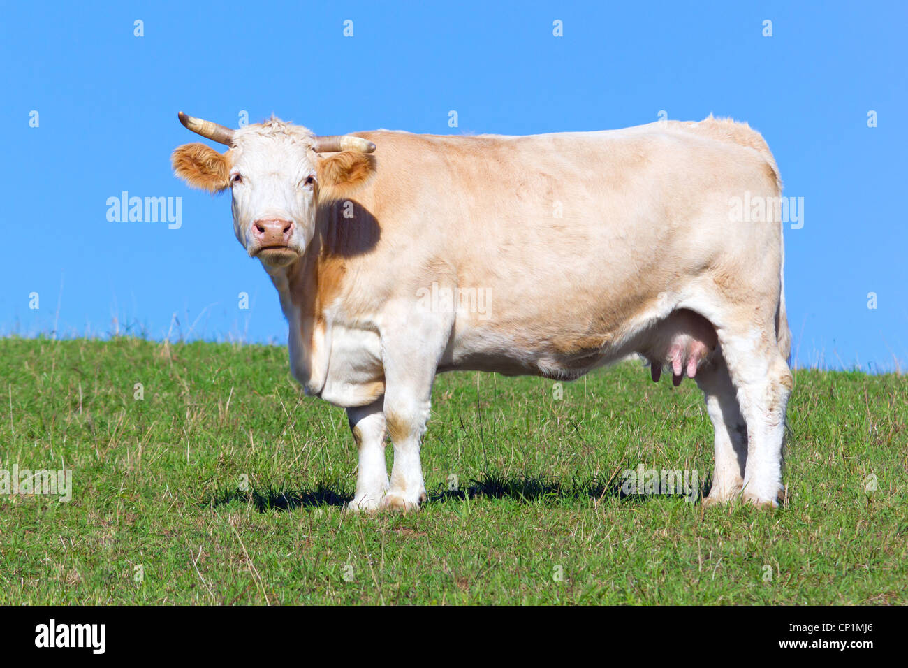 mucca sul pascolo Foto Stock