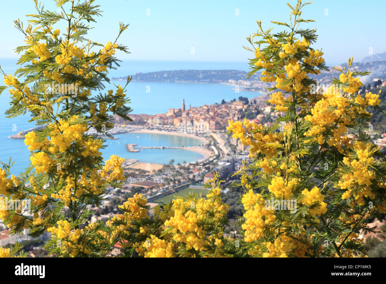 Panoramica della città costiera di Mentone sulla Riviera francese con la Mimosa in fiore Foto Stock