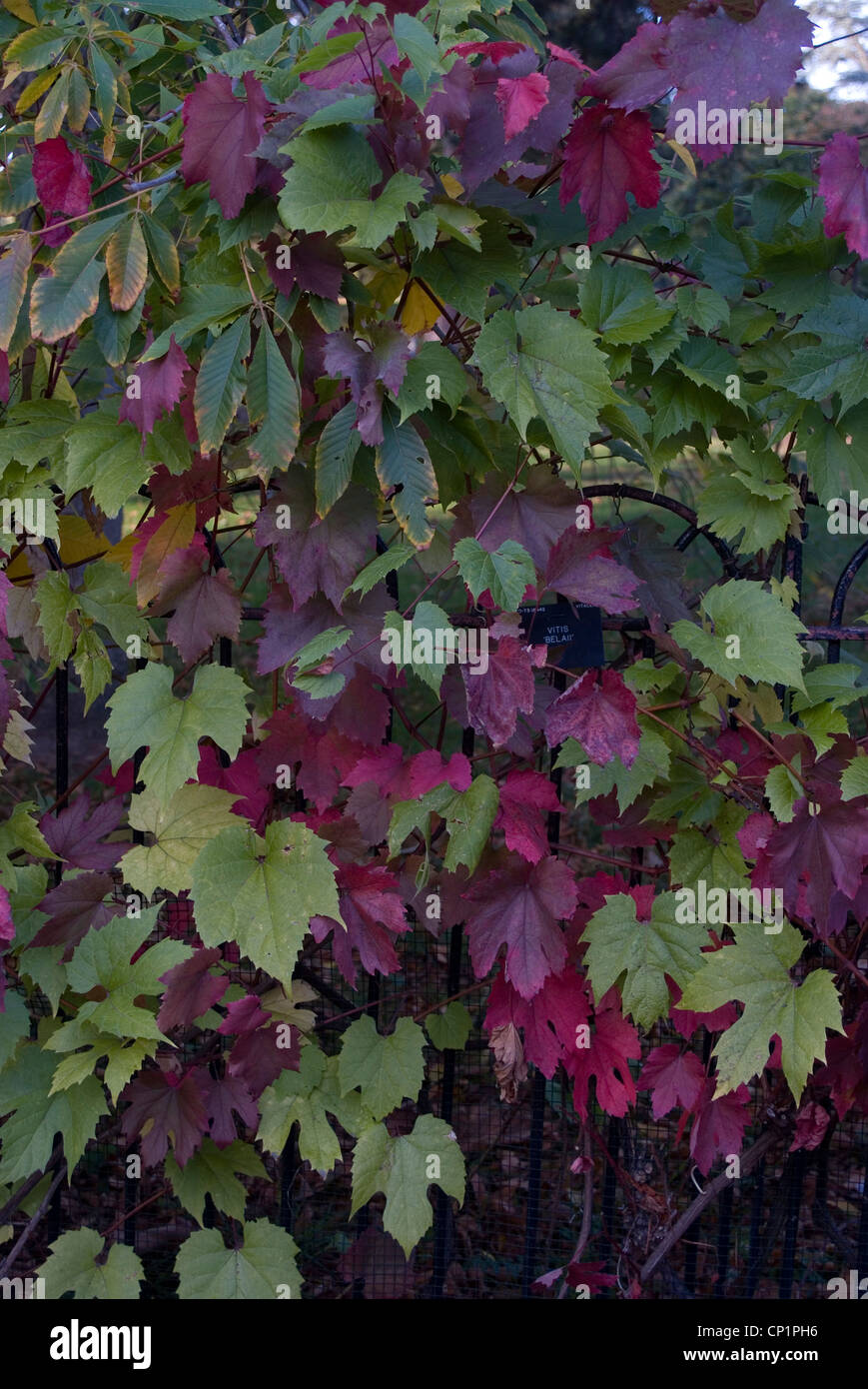 Foglie di autunno, Royal Botanical Gardens di Kew. Foto Stock