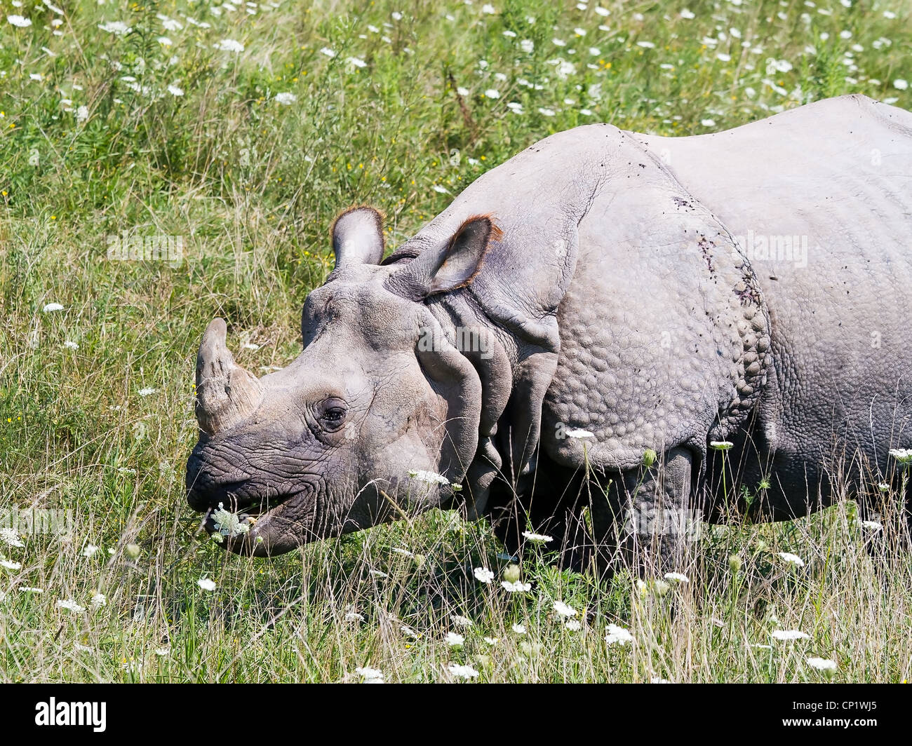 Maggiore One-Horned Asian Rhino (Rhinoceros unicornis) o rinoceronte indiano pascolare in un campo Foto Stock