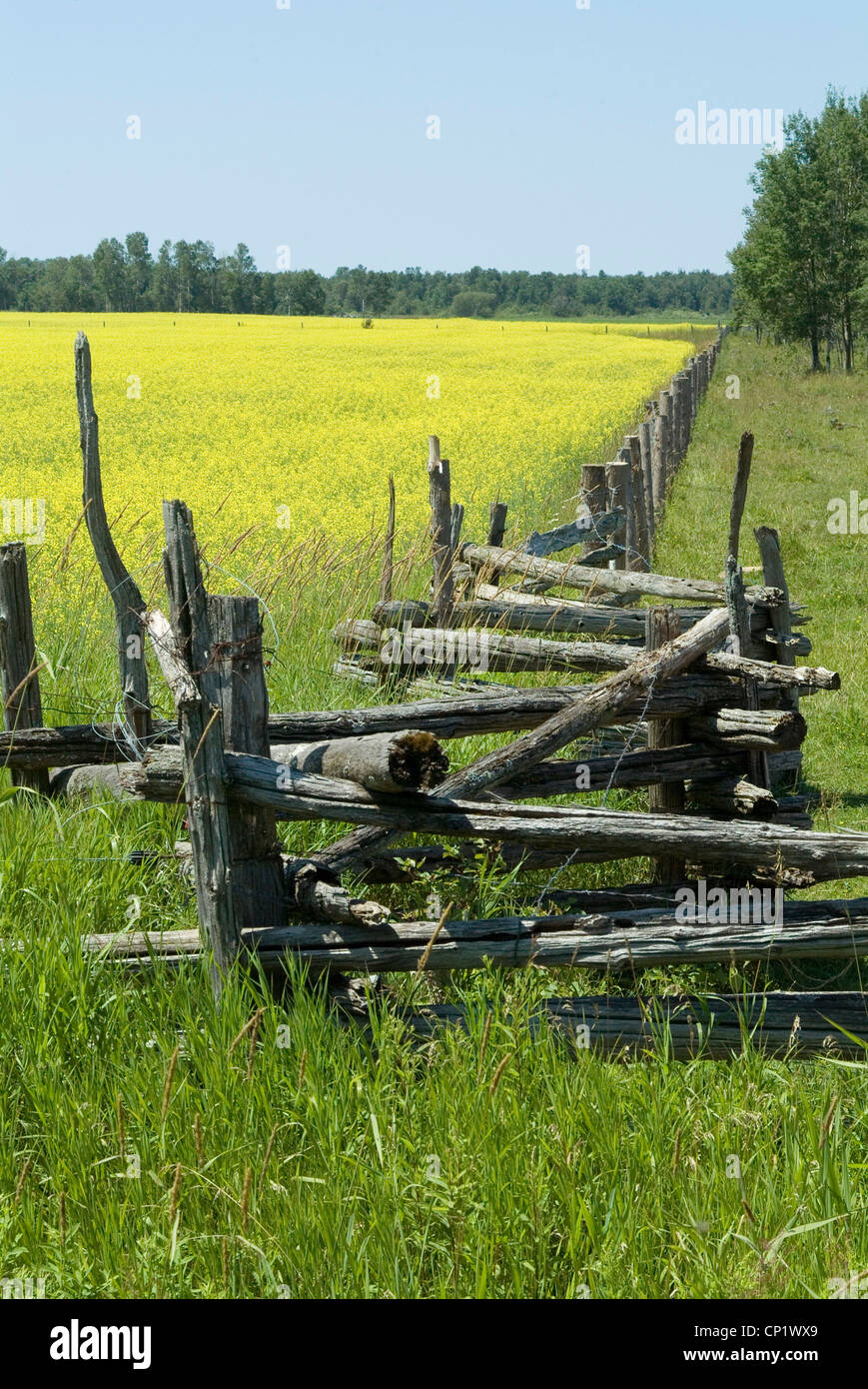 Campo recinzioni, Manitoulin Island, Ontario, Canada. Foto Stock