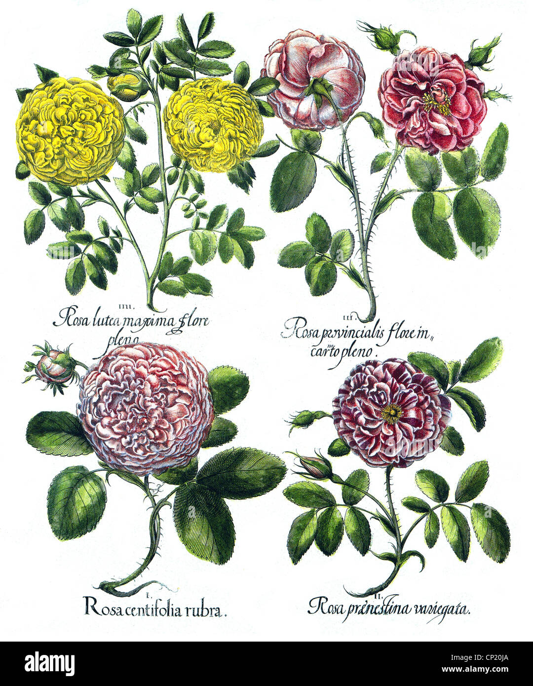 La botanica, fiori, rose, giallo Bagno turco rosa (Rosa hemispherica), galliche rosa (rosa gallica), cavolo rosa (Rosa, artista del diritto d'autore non deve essere cancellata Foto Stock