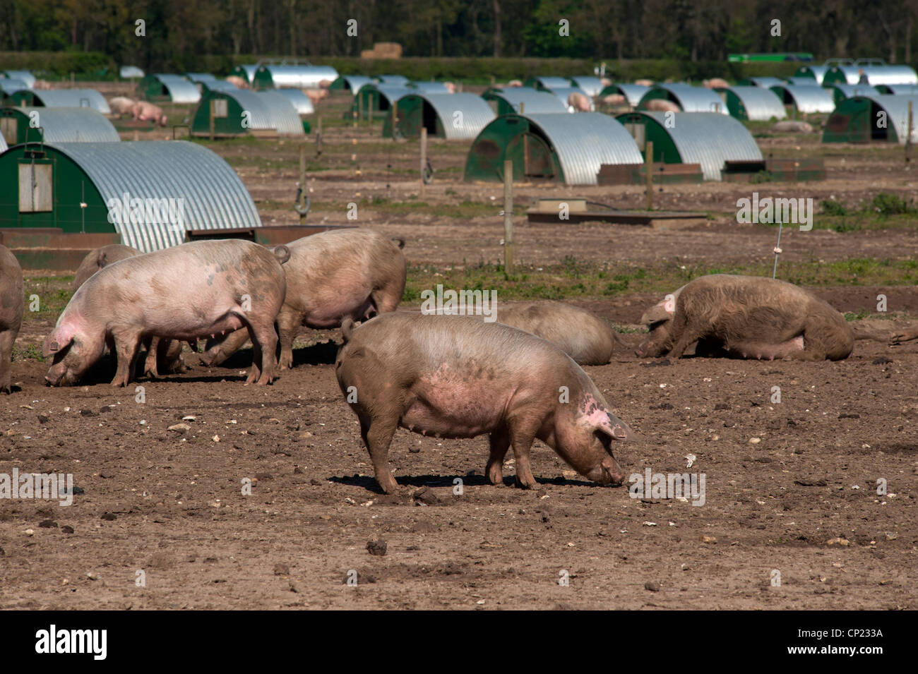 I suini a Thetford Forest, Norfolk, Inghilterra, Regno Unito. Aprile 2012. Foto Stock