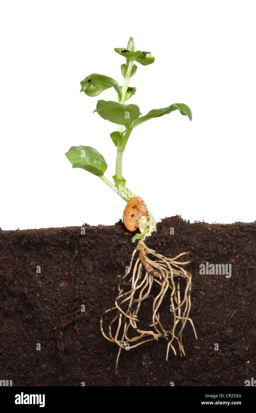 La sezione attraverso il suolo che mostra il nuovo sistema di radice sviluppato e foglie di una pianta di plantula Foto Stock
