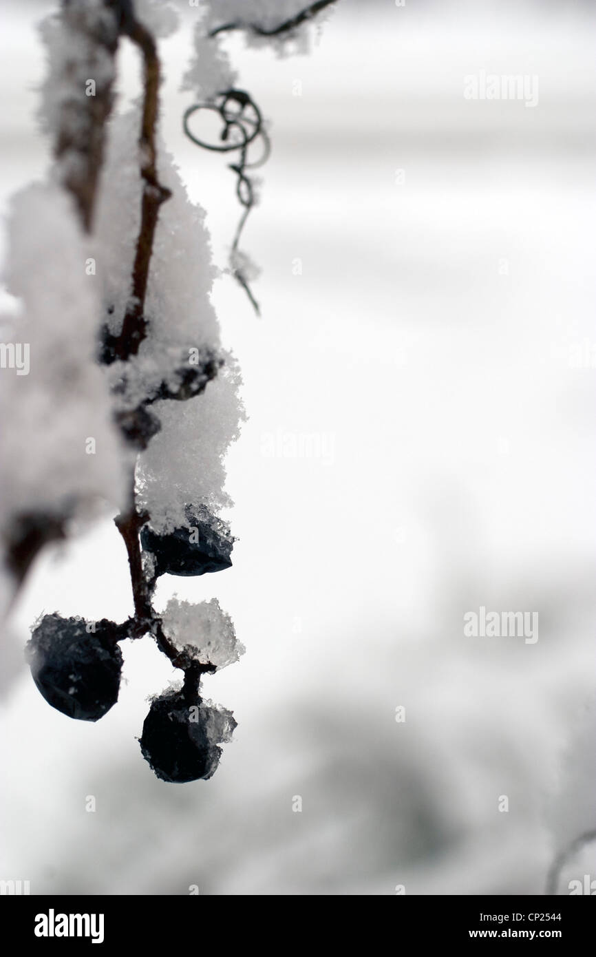 Wild concord uve si aggrappano alla vite in inverno la neve. Foto Stock